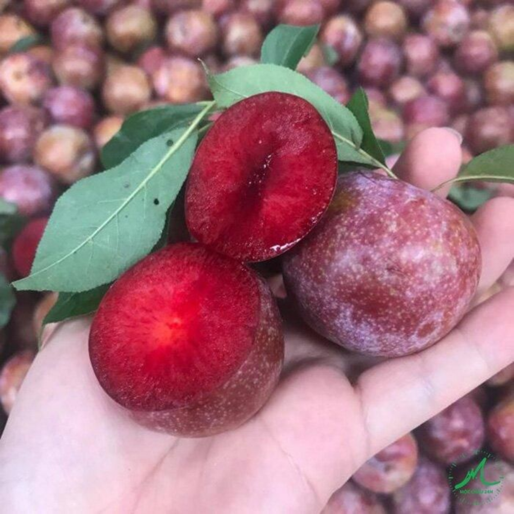 Mận Hà Nội – Thức Quà Thanh Mát Của Mùa Hè Miền Bắc